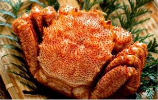 北海道枝幸産毛ガニ